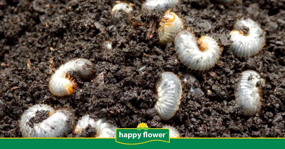 happyflowermex's tweet photo. ¿Qué hacer si descubres gallina ciega en tu huerto? No lo dejes pasar o podrás perder tu cosecha.
Leer más: https://t.co/NwLyd7r1vs 
#consejoshappyflower https://t.co/G1SCM1QHim