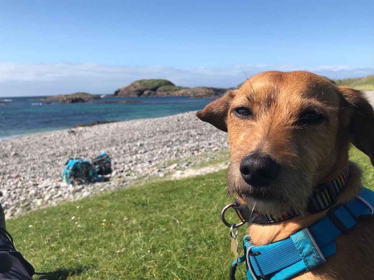 DachshundYoshi's tweet photo. Another ferry ride today. Iona. Is this a lobster potty? And a spouting cave? #windyears #sausagedog #Scotland https://t.co/END5SqbA5p