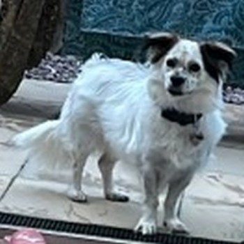 millypod1's tweet photo. HAPPI CAUGHT SAFE. THANKS FOR RT's 😊🐕🐾
🆘21 AUG 2022 #Lost HAPPI #ScanMe #Tagged White/Brown Spots Australian Shepherd Male
#RESCUEDOG
Apollo Avenue #Fairfields #MiltonKeynes #MK11
SIGHTINGS PLZ**
https://t.co/C5ssgOForm https://t.co/84PBJB3Ayx