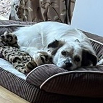 millypod1's tweet photo. HAPPI CAUGHT SAFE. THANKS FOR RT's 😊🐕🐾
🆘21 AUG 2022 #Lost HAPPI #ScanMe #Tagged White/Brown Spots Australian Shepherd Male
#RESCUEDOG
Apollo Avenue #Fairfields #MiltonKeynes #MK11
SIGHTINGS PLZ**
https://t.co/C5ssgOForm https://t.co/84PBJB3Ayx