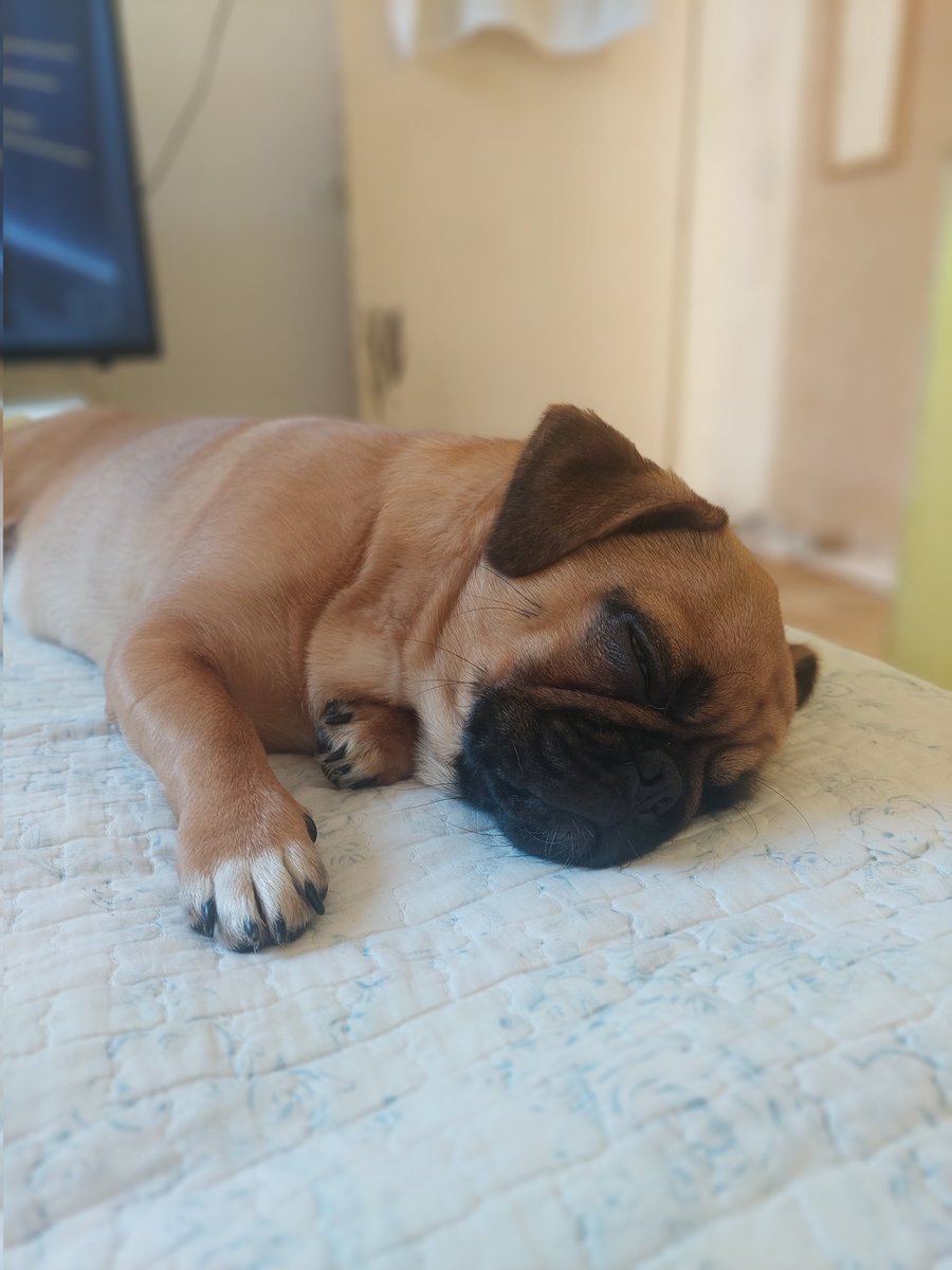 a_rsoares's tweet photo. Hoje meu soninho tá diferente ! 
Princesa  Zara 😍🥰 https://t.co/PvfT46BZ1w