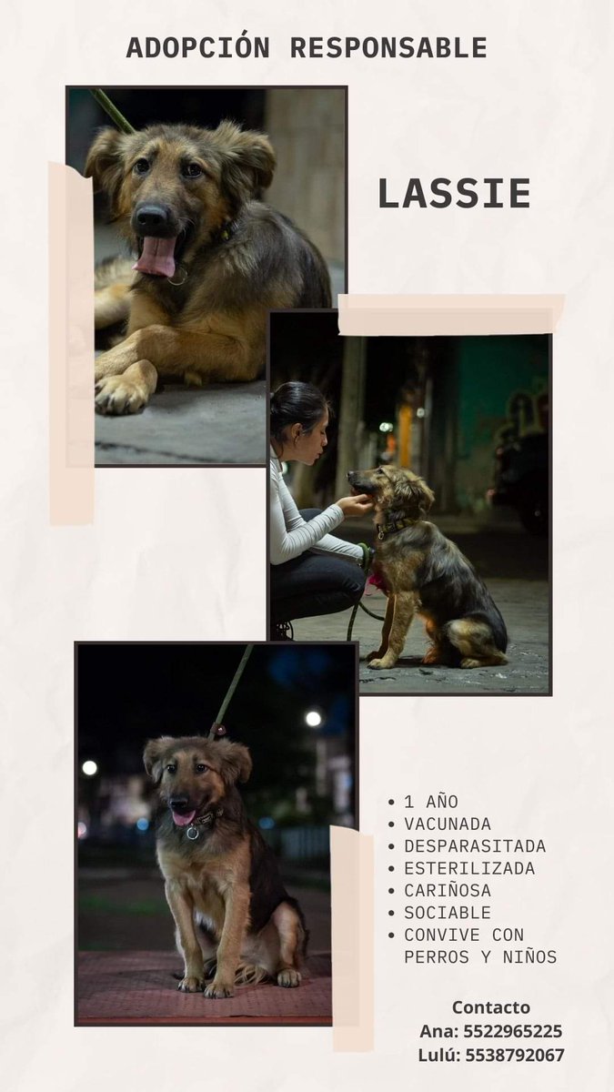 De regalo de cumpleaños quiero que le den rt a esta publicación. De antemano grax.🤟🏽❤️

Nota importante: Tenemos hasta el 5 de septiembre para encontrarle un hogar a Lassie.