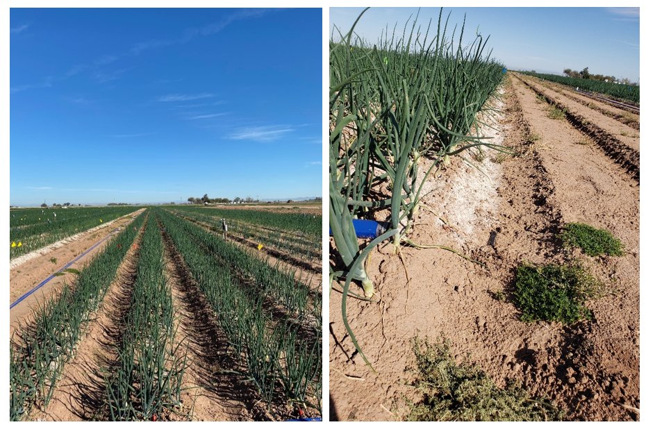 We are still looking for a post-doc for our nitrogen management project, looking at farmer decision-making and participation in outreach! @lprokopy <a href="/VikramKoundinya/">Vikram Koundinya</a> <a href="/STEP_APSA/">STEP APSA</a> environmentalpolicy.ucdavis.edu/blog/post-doc-…