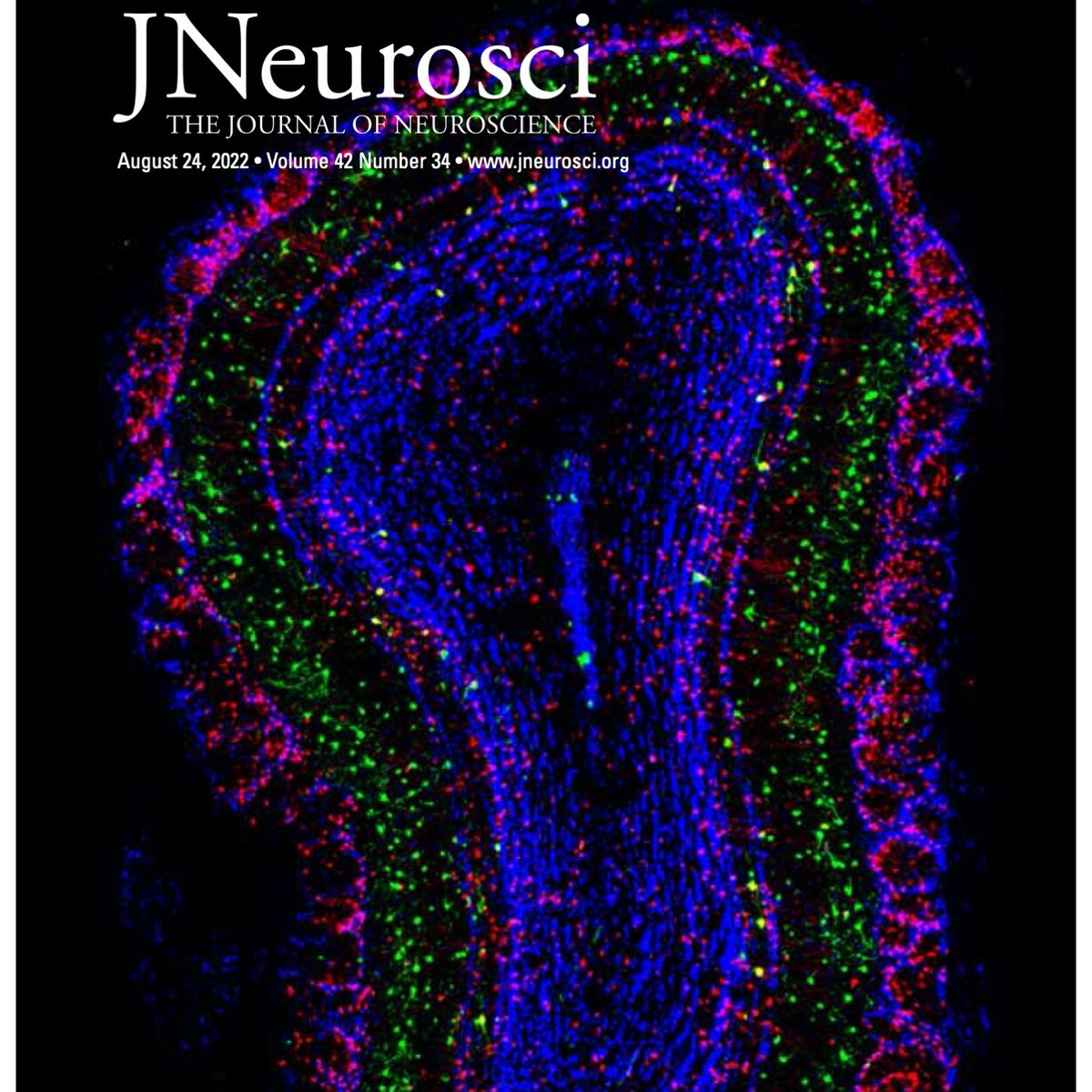 Marina Picciotto tweet media