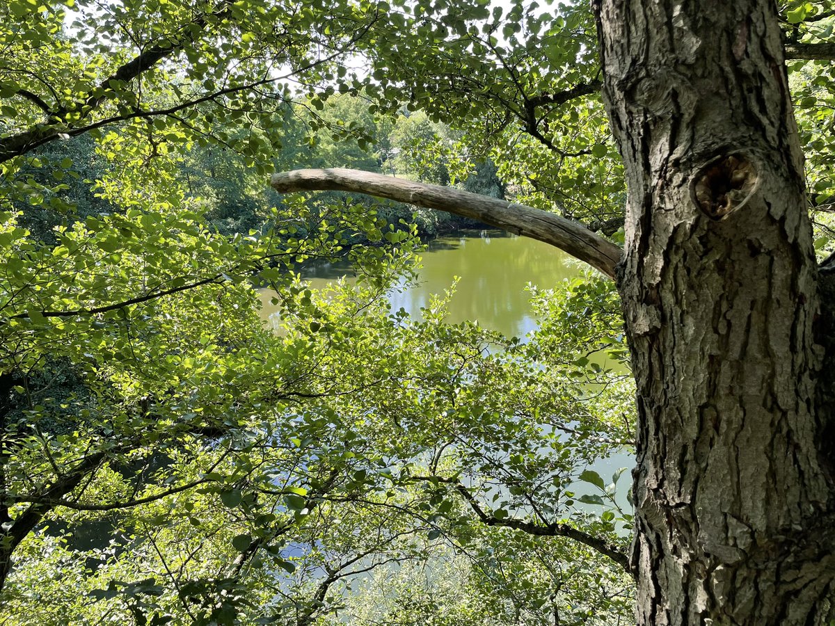 koisheen's tweet photo. Das bisschen Totholz macht sich von allein, sagt mein Chef 😂 bei den Temperaturen ein bisschen warm mit der Schnittschutzhose 🙄 aber ab 15 m weht ein kleines Lüftchen #DGlatzkopp #treeworker https://t.co/3ulzLBUOrB