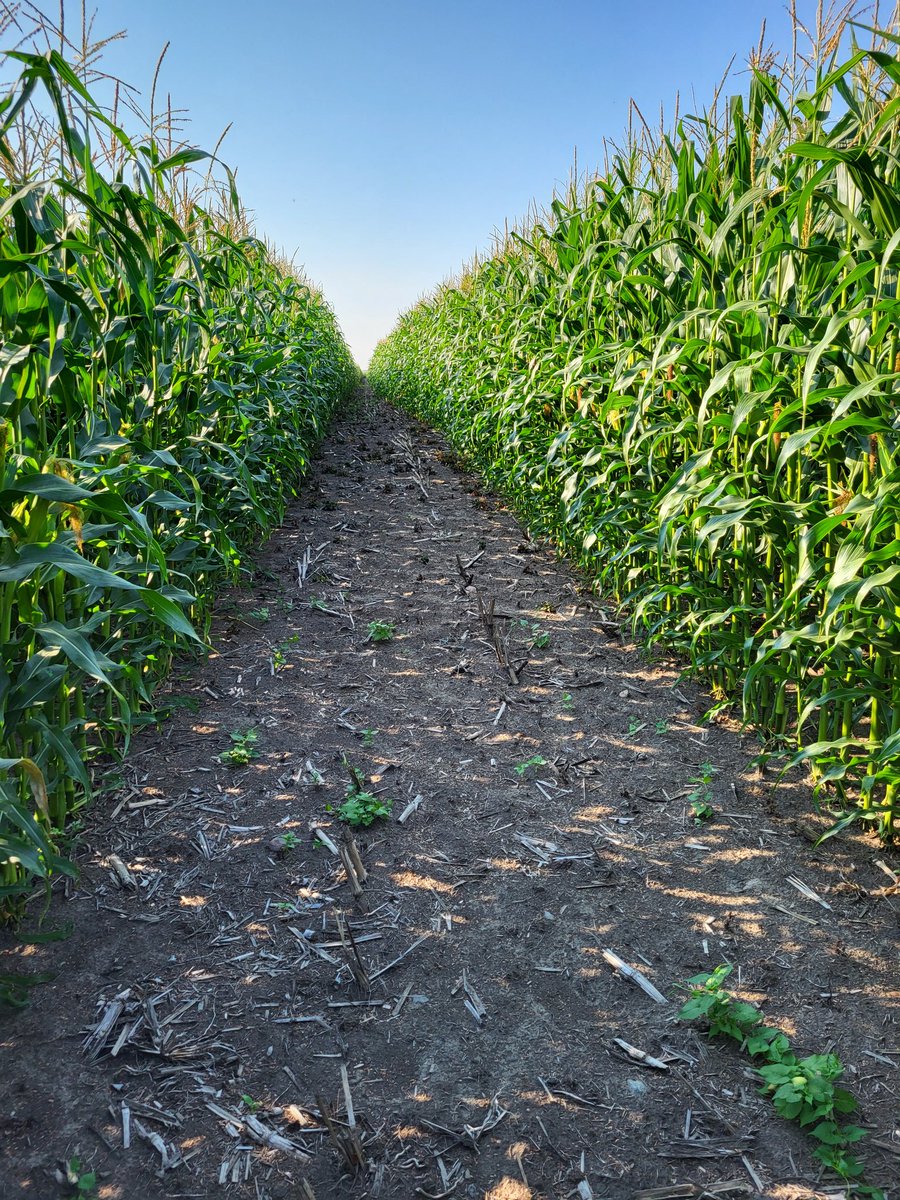 Casting shadows

Got chatting agronomy with the producer &amp; forgot to capture his smile in his corn crop. But I've got endless pictures of sexy corn 😆

#corn #cowchow #silage #silagetrial #corngeek
#P7202AM #P7213R #happycustomer 
<a href="/PioneerSeedsCA/">Pioneer Seeds Canada</a>