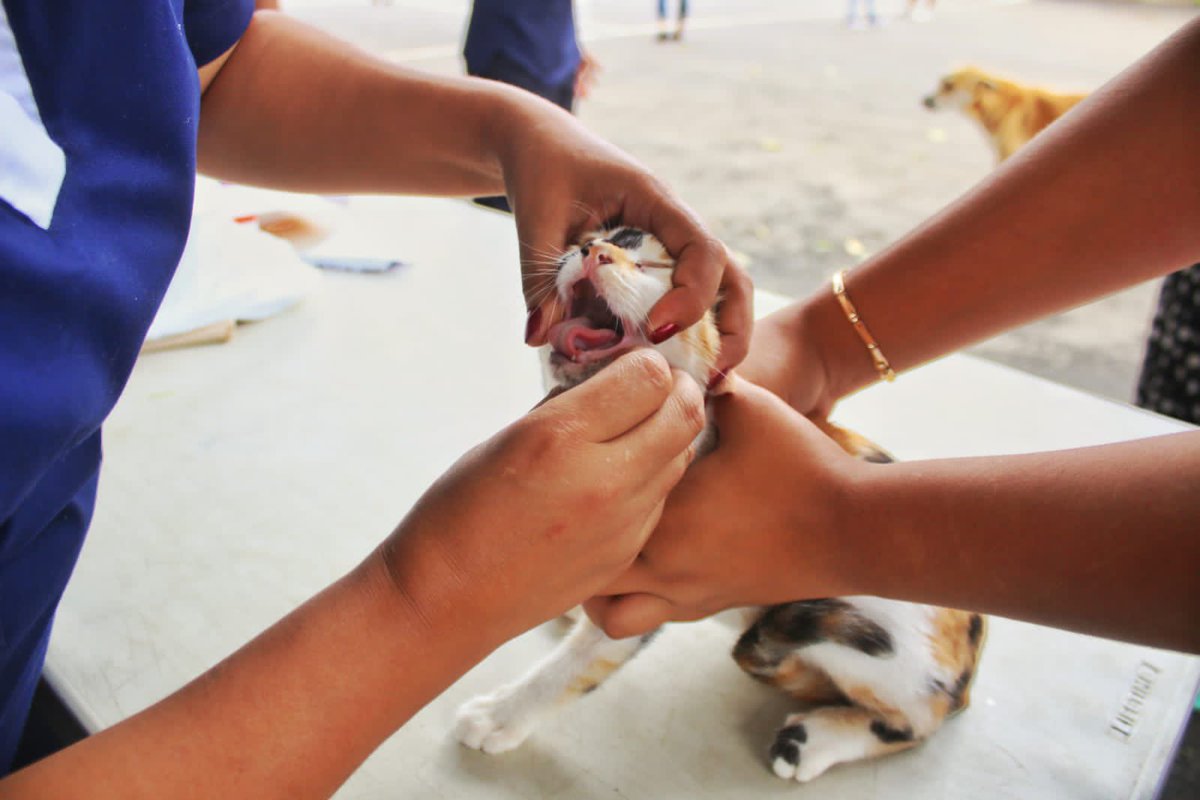 Continuamos con nuestra gran jornada de desparasitación de perros y gatos en el cantón El Matazano y caserío El Centro.🐱🐶

Vamos a seguir garantizando el bienestar de los peluditos y pronto llegaremos a más colonia y cantones.