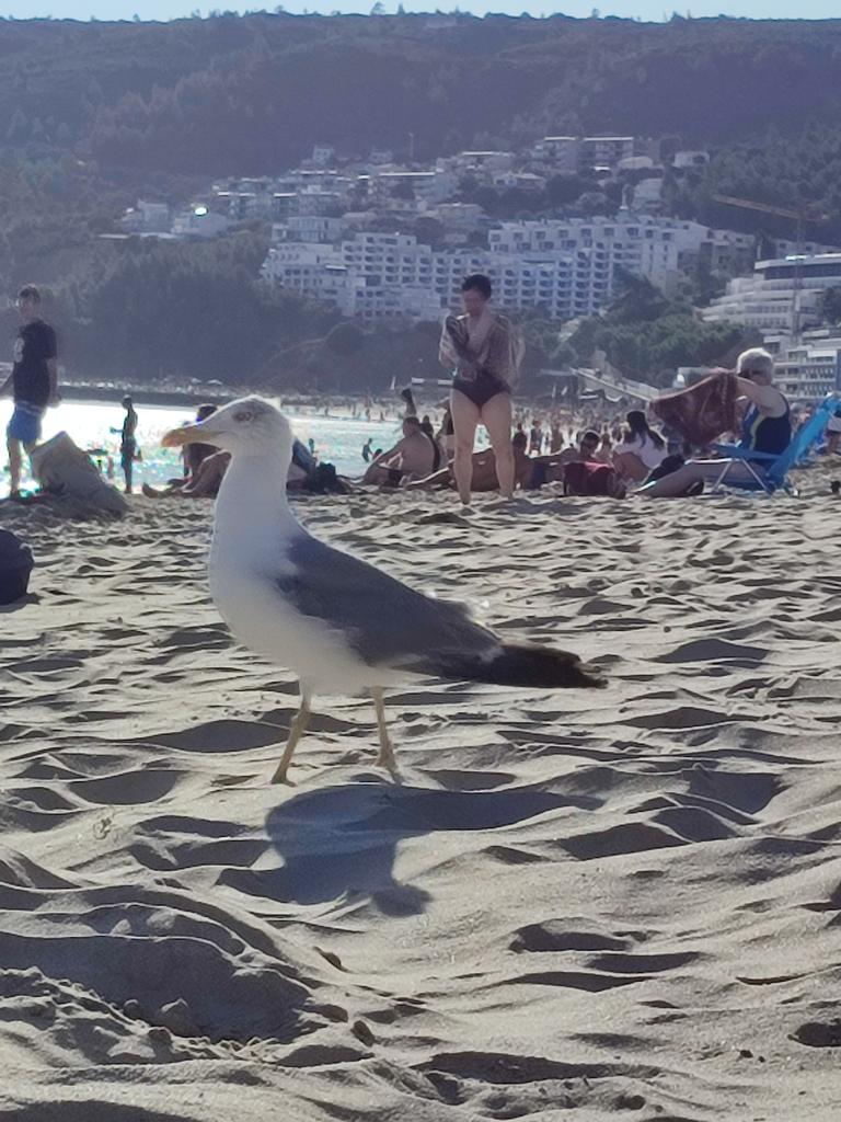 goncalosant's tweet photo. In case you live in Dublin this is what a regular size seagull looks like 😉 not the Connor McGregor buffed ones we have in Dublin 😁 https://t.co/ORXpGusZN9
