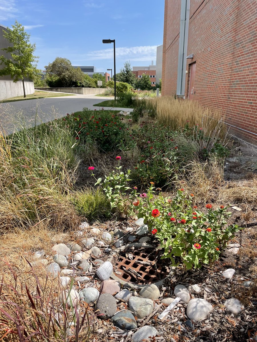 EbowSara's tweet photo. Love this #raingarden on the side of @ISU_ABE. Beautiful and functional. https://t.co/pu1CHbEIeo