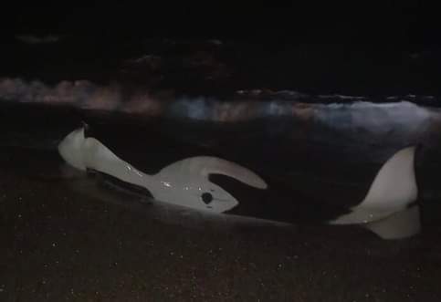 OrcaSpotlight's tweet photo. Devastated that share that 12-year-old PTN-021 Sheuen, one of the Punta Norte stranding orcas in Argentina, became stranded on August 21st and was unable to free herself. She passed away the following morning on the 22nd. She was also pregnant at the time. https://t.co/bCqNxsCUnj