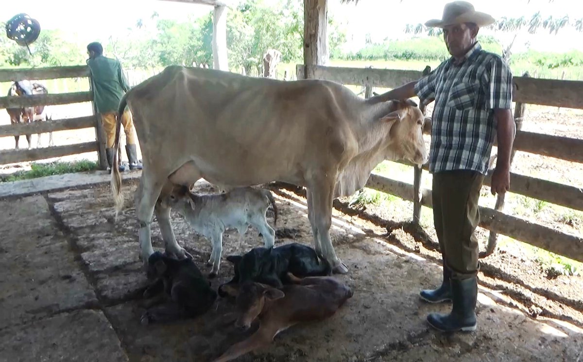 La vaca Charolita de la CPA camagüeyana "Jesús Suárez Gayol", logró 4 terneros en un solo parto, sin dudas, un logro de la aplicación correcta y necesaria inseminación...#Camaguey