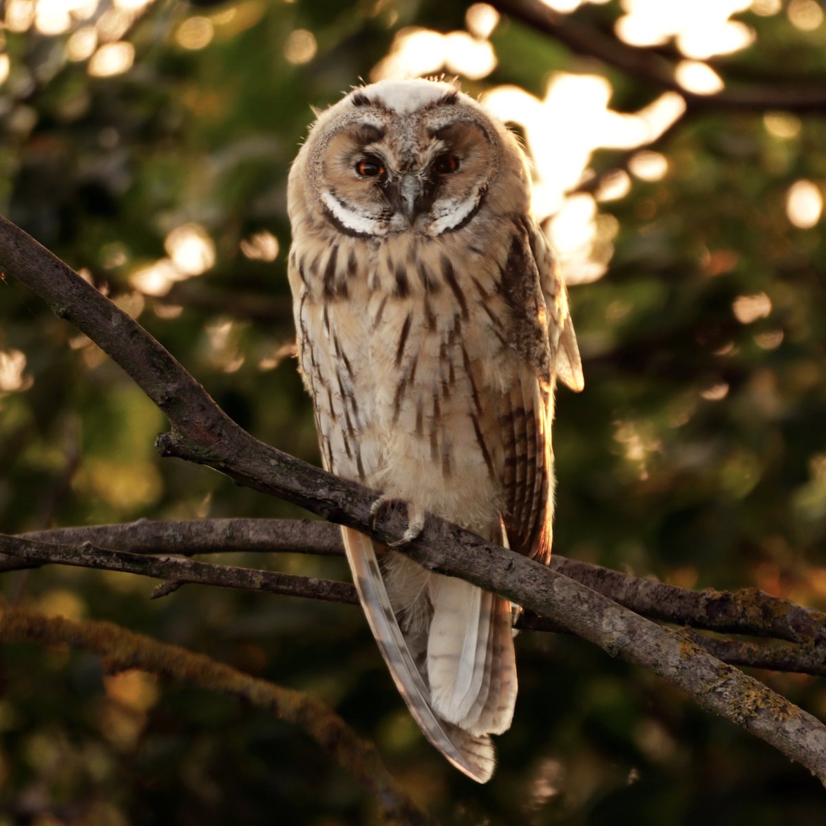 Had the best encounter with this chilled out juvenile long eared owl a few weeks ago. <a href="/angelamason63/">Angela Mason</a> and I watched it for about 45 mins before it flew off to practice it’s hunting skills

#owls #longearedowl #TwitterNatureCommunity #photography #BBCWildlifePOTD #birdsseenin2022
