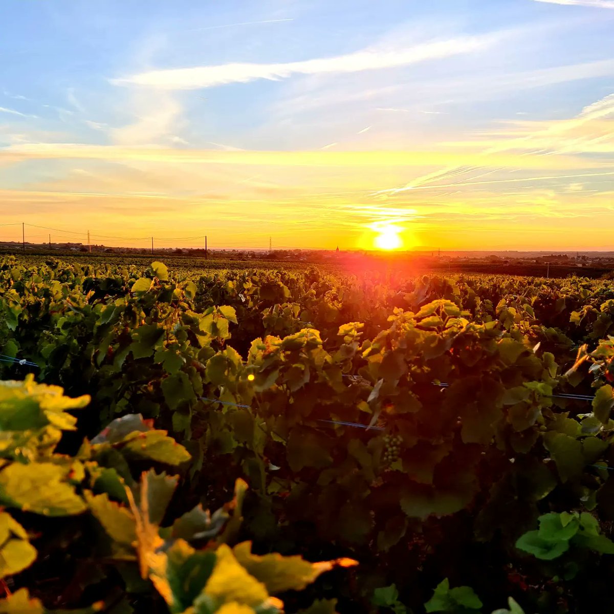 Nathalie CHUZEVILLE tweet media