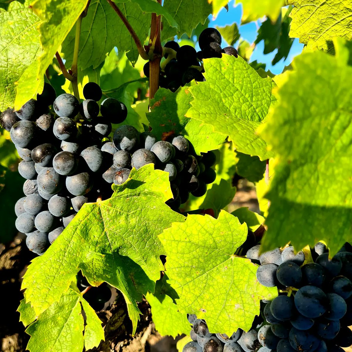 Nathalie CHUZEVILLE tweet media