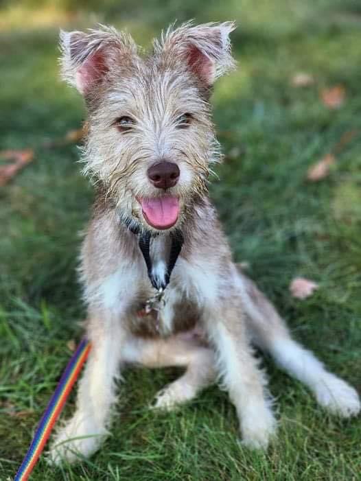 HoundsInPounds's tweet photo. NY/NJ: Our fairy in training....Abby Cadabby!❤️👇

This little lady is on a daily routine of play, eat, nap, repeat. She loves her toys, especially her stuffed alligator, and is a pro at napping in her crate.👇 https://t.co/4FD688Qeys