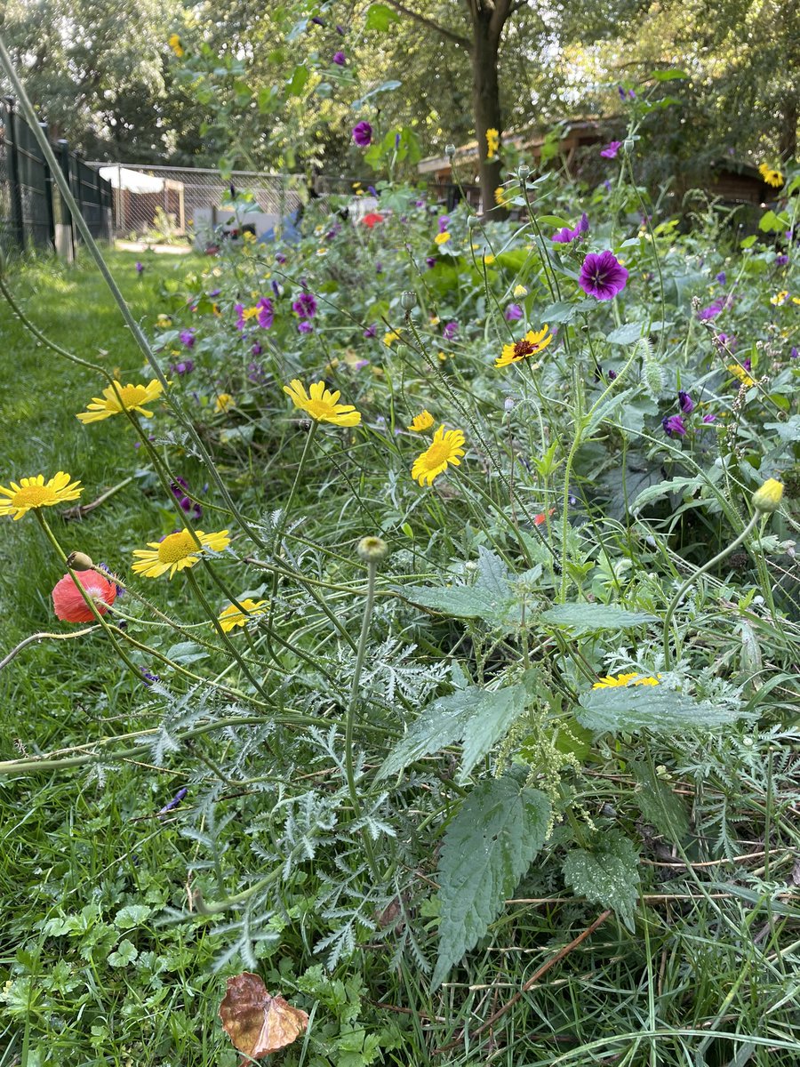 DOE! heeft tijdens haar verkiezingscampagne voor 5.000 m2 aan bloemenzaad uitgedeeld aan inwoners en de Ossenbeemd. Op verschillende plekken in het park kun je er nu genieten van de bloemenpracht! 🌸🌻🌺 🌼