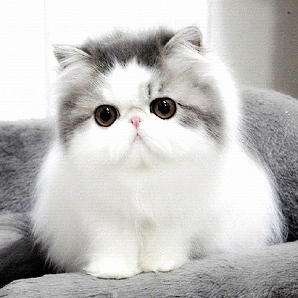 YvonneVidal (@yvidalaqui2) on Twitter photo #JuntosConMagda🐱
Feliz Día🌸🍃
<a href="/Magdale_Aguilar/">꧁🅼🅰🅶🅳🅰❥꧂</a>
<a href="/Eles26/">Eles Durán</a>
<a href="/lunayessih/">𝒀𝒖𝒍𝒆𝒛 ☀️🌊⛱️</a>
<a href="/bdonesem/">💞 𝔀𝓱𝓲𝓼𝓹𝓮𝓻 💞 ( 𝓐𝓵 ) 😘</a>
<a href="/BrettMGWV/">brett</a>
<a href="/Sahelenaa/">Sazinha </a>
<a href="/WidzDj/">꧁🆆🅸🅳🅸🅰🅽🅰🅽🆃🅾꧂</a>
@OmarOma64360171
<a href="/dreams_Bcn/">૮૨iઽƬiทα #MᥲɾᥴᥱTᥱAყᥙᑯᥲ🔮</a>
<a href="/RaulWever/">Raul Wever 🇾🇪🇺🇲🇪🇸🇨🇵🇩🇴</a>
<a href="/kn_jui/">Bakht Zada🇵🇰f💯</a>
@Voor21
<a href="/swydersk/">Deb #TmPetaL🌹#Resist💙 #NeverTrump Enjoy the ride</a>
@MeryemSu28
<a href="/ElanaFernande/">Simplemente yo.</a>
<a href="/Atardec50318724/">🍄🍁Alba✨🇻🇪🍀💫</a>
<a href="/Alaayous3/">alaa amy</a>
<a href="/LaSuricatta/">Suri Warrior Reload® 🇵🇪 🇺🇦 ♥️</a>
<a href="/Rebequita18/">Bekita</a>
<a href="/yvidalaqui2/">YvonneVidal</a> #JuntosConMagda🐱
Feliz Día🌸🍃
<a href="/Magdale_Aguilar/">꧁🅼🅰🅶🅳🅰❥꧂</a>
<a href="/Eles26/">Eles Durán</a>
<a href="/lunayessih/">𝒀𝒖𝒍𝒆𝒛 ☀️🌊⛱️</a>
<a href="/bdonesem/">💞 𝔀𝓱𝓲𝓼𝓹𝓮𝓻 💞 ( 𝓐𝓵 ) 😘</a>
<a href="/BrettMGWV/">brett</a>
<a href="/Sahelenaa/">Sazinha </a>
<a href="/WidzDj/">꧁🆆🅸🅳🅸🅰🅽🅰🅽🆃🅾꧂</a>
@OmarOma64360171
<a href="/dreams_Bcn/">૮૨iઽƬiทα #MᥲɾᥴᥱTᥱAყᥙᑯᥲ🔮</a>
<a href="/RaulWever/">Raul Wever 🇾🇪🇺🇲🇪🇸🇨🇵🇩🇴</a>
<a href="/kn_jui/">Bakht Zada🇵🇰f💯</a>
@Voor21
<a href="/swydersk/">Deb #TmPetaL🌹#Resist💙 #NeverTrump Enjoy the ride</a>
@MeryemSu28
<a href="/ElanaFernande/">Simplemente yo.</a>
<a href="/Atardec50318724/">🍄🍁Alba✨🇻🇪🍀💫</a>
<a href="/Alaayous3/">alaa amy</a>
<a href="/LaSuricatta/">Suri Warrior Reload® 🇵🇪 🇺🇦 ♥️</a>
<a href="/Rebequita18/">Bekita</a>
<a href="/yvidalaqui2/">YvonneVidal</a>