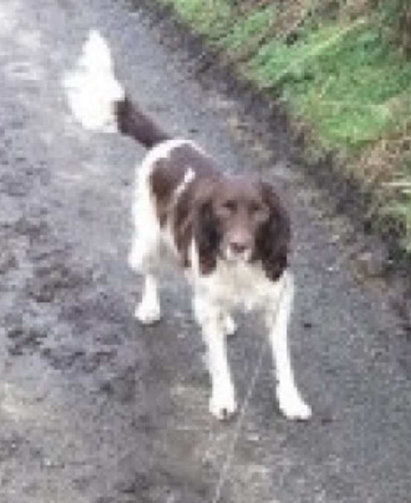 rosieDoc2's tweet photo. #SpanielHour
BARNEY #missing FIVE YEARS 30/4/17 Male/adult #ESS liver&white
LOST #Newhill area (near Green Borough mine) near #Madron #PENZANCE #Cornwall #TR20
OWNER HAD #Dementia
Heartbreaking, BARNEY was never found
https://t.co/c8vjSowEhy
https://t.co/LQk2OSA9vQ https://t.co/R4oY4esVyo
