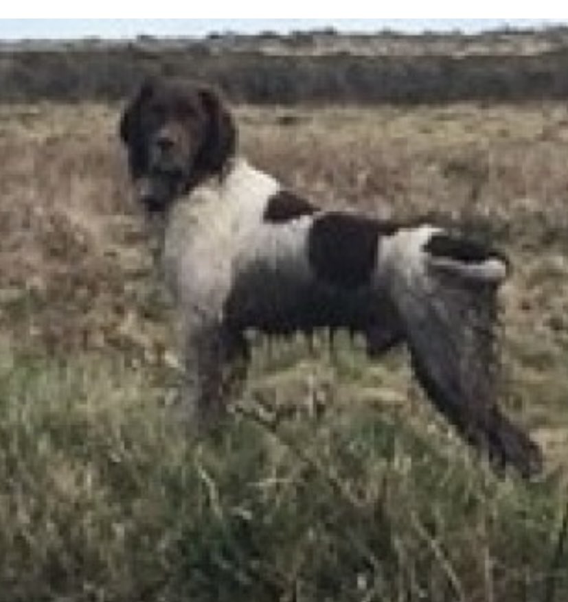 rosieDoc2's tweet photo. #SpanielHour
BARNEY #missing FIVE YEARS 30/4/17 Male/adult #ESS liver&white
LOST #Newhill area (near Green Borough mine) near #Madron #PENZANCE #Cornwall #TR20
OWNER HAD #Dementia
Heartbreaking, BARNEY was never found
https://t.co/c8vjSowEhy
https://t.co/LQk2OSA9vQ https://t.co/R4oY4esVyo