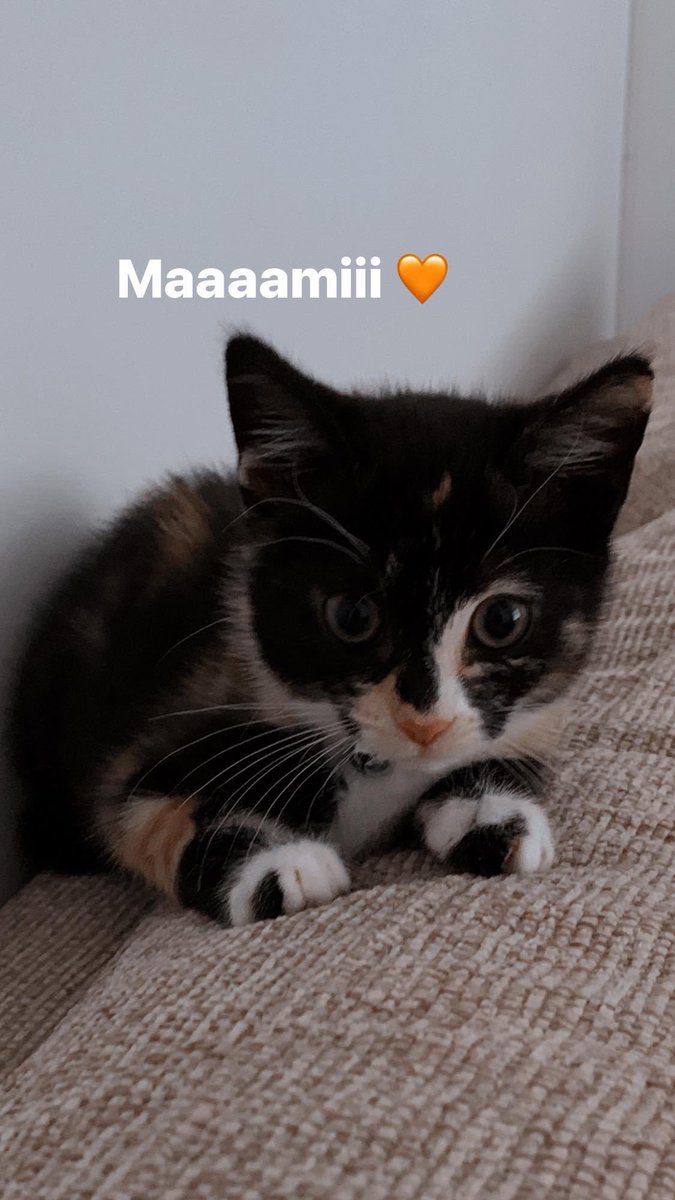 LOubairouk's tweet photo. My lil kid just turned 16weeks🧡 https://t.co/vdS3I5AH5b