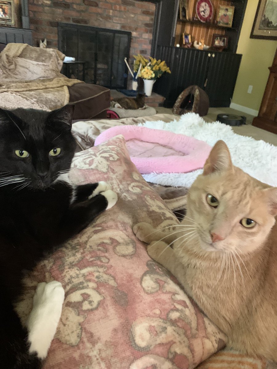 susangr144's tweet photo. Showing off ours whiskers!!#WhiskerWednesday #Sandyboy #Bagheera #CatsOfTwitter https://t.co/zHNcFAvWZ4