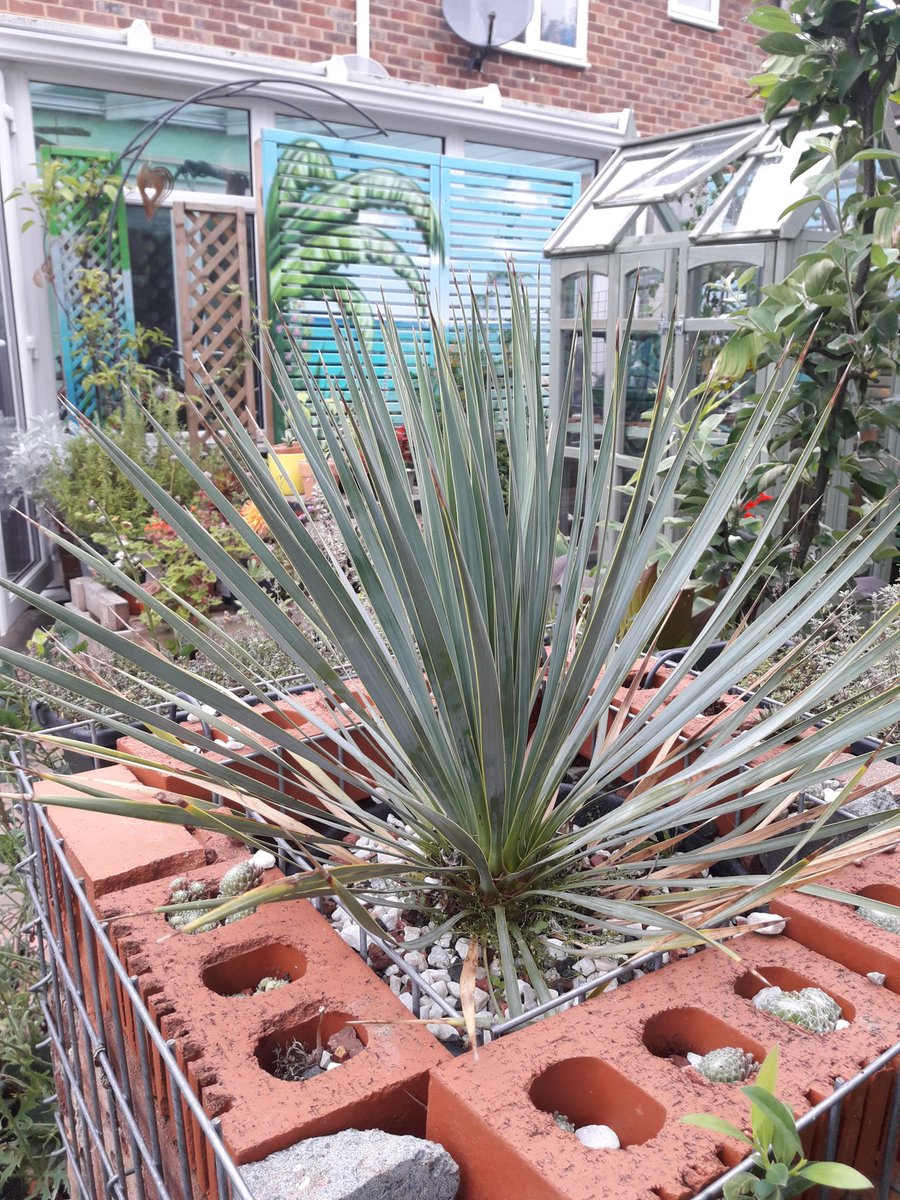 FletchHort's tweet photo. 1 year ago we had just finished planting the ���In Momento’ border at @BBCGWLive. Today there are lots of lovely reminders in my own garden, really thriving, growing and being enjoyed every day! 😁🌴🌺

(look out for the ‘pale blue dot’ from a previous border hiding in there too!) https://t.co/UmTDfo3HRf