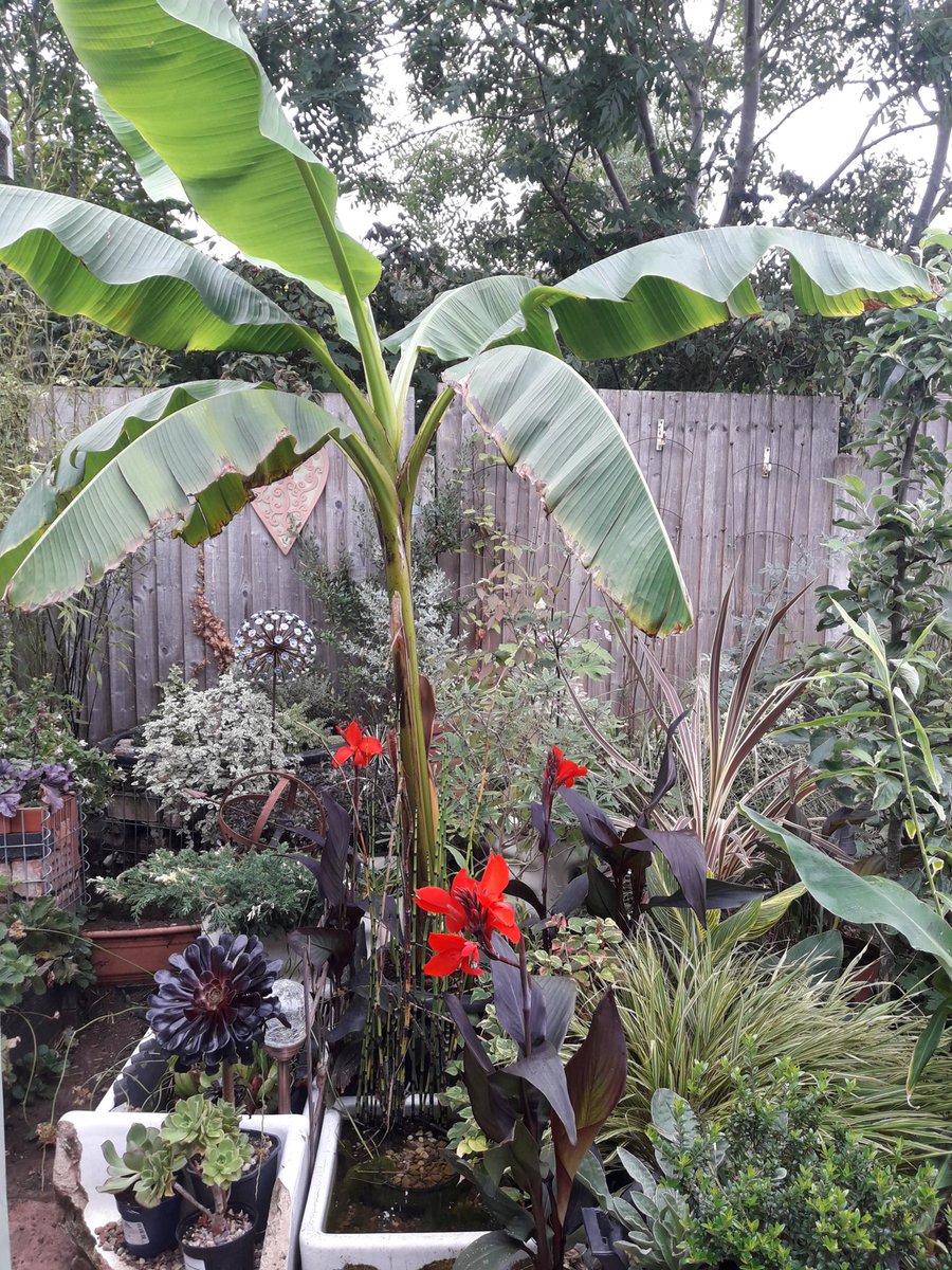 FletchHort's tweet photo. 1 year ago we had just finished planting the ���In Momento’ border at @BBCGWLive. Today there are lots of lovely reminders in my own garden, really thriving, growing and being enjoyed every day! 😁🌴🌺

(look out for the ‘pale blue dot’ from a previous border hiding in there too!) https://t.co/UmTDfo3HRf