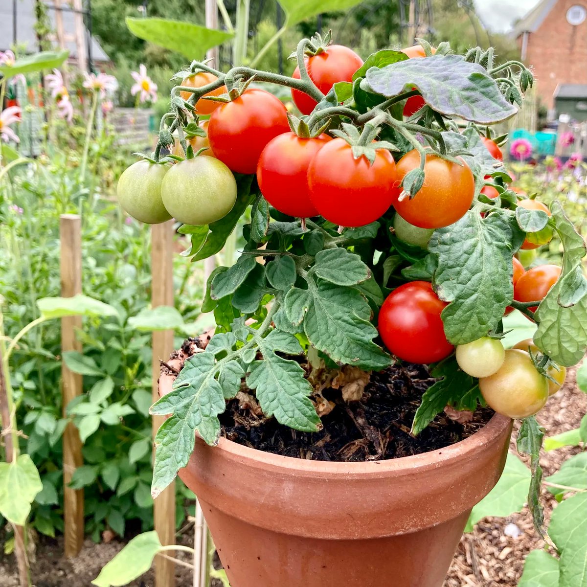 pottyplotters's tweet image. A simple cost cutter; keep a couple of your favourite tomatoes from this year. Chop them up and remove the seeds. Dry the seeds on paper and store in a paper envelope (remembering to label them) to set for 2023!

#allotment #allotmentlife #gyo #growyourown