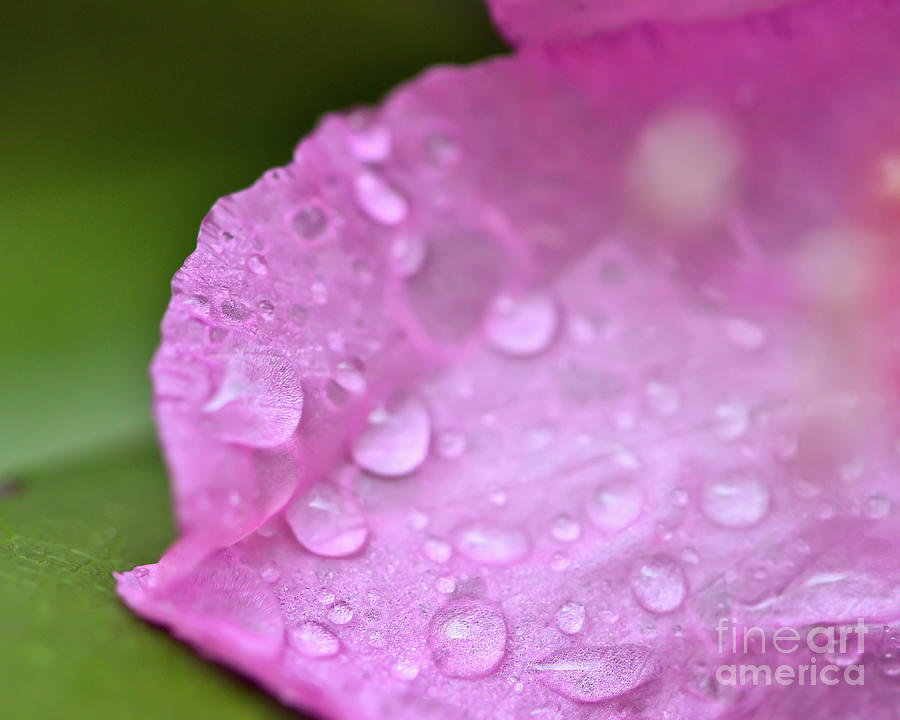 KerriFar's tweet image. Raindrops on the Rhododendron Petal ~ ow.ly/S2lA50Ft9A8 ~ #SpringSensations #NewRiverNature #NaturePrints #MacroPhotography #NatureMacro ~ ow.ly/Cmnw50Ft9A7
