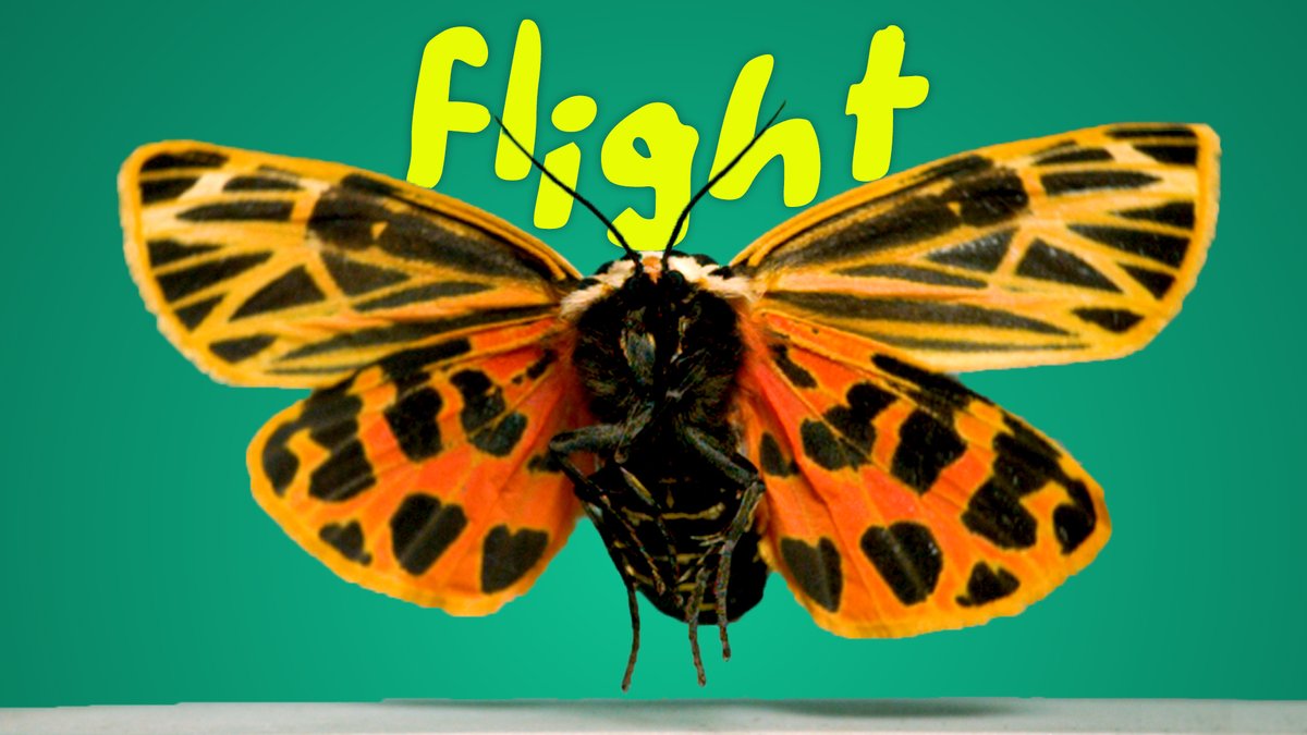 DrAdrianSmith's tweet photo. New insect flight compilation vid out today!!!!
https://t.co/4FZWWWETKp https://t.co/mFjVvYzC5r