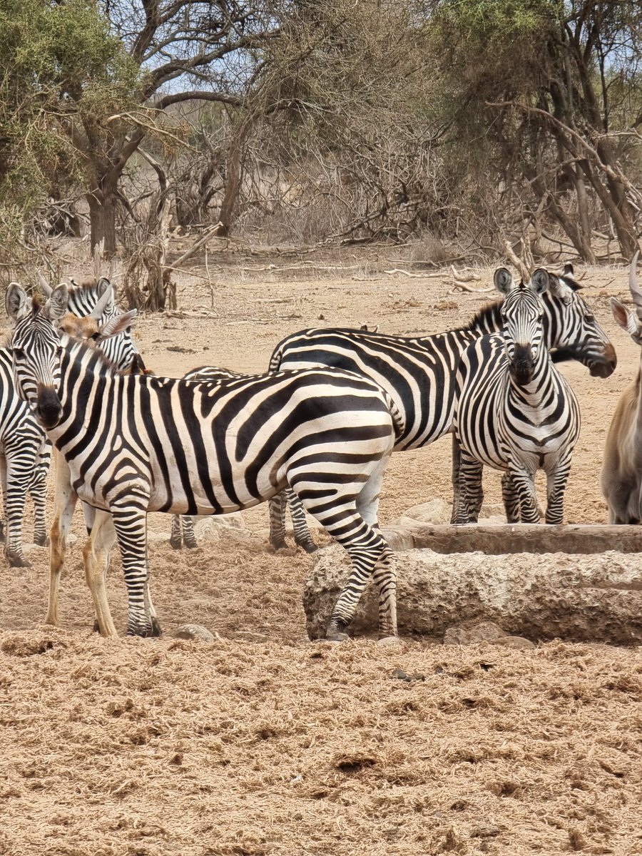 LorusProjects's tweet image. Look at the ears pricked on these beauties. The final lot of the day and heading over to Ireland for next year's P2P sales!