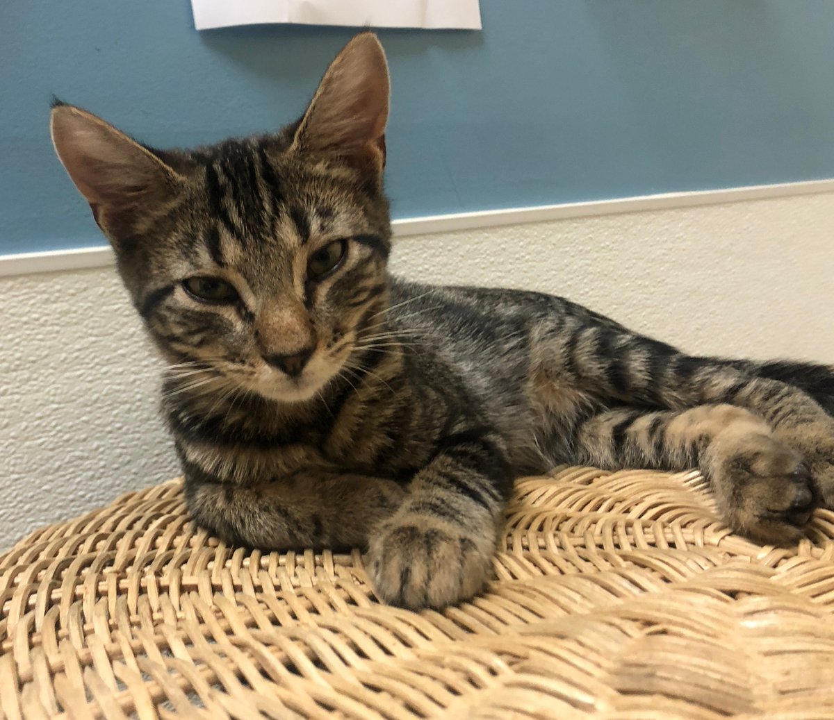 TownCats's tweet photo. You look like my new FURever friend. 💕
Learn more about all adoptable cats and kittens at https://t.co/e6yDxJ3xju (link in bio)
#Towncats #rescue #adoptdontshop #catshelter #friendforlife #catsofintagram #catlover #cats https://t.co/C1HeJQZljO