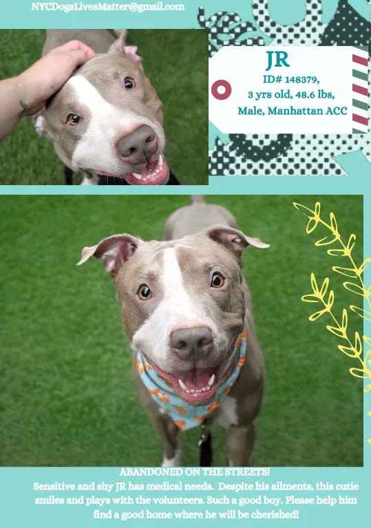 Can Dog Kisses Kill You