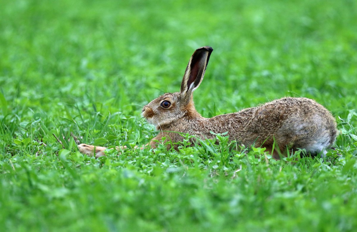 Chillaxing ..this super brown hare returns every evening to the same place to rest up &amp; feed☘️#hare #nature #Derbyshire