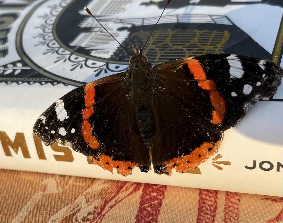 IanMetcalf1's tweet photo. This little chap comes to see me every evening about this time. Sometimes spends 30 mins on my shoulder. Not sure if it’s my reading material or the g&amp;t that attracts him. https://t.co/zpdkOgv8c7