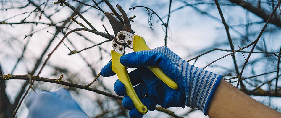 KeepersTree's tweet image. #Properpruning is the key to healthy trees! 🗝️✂️

Our pruning service is available in the #LittletonCO area and improves your trees' health and appearance!

Schedule your pruning services today! ☎️ (970) 465-2466

treekeepersllc.com/tree-trimming-…