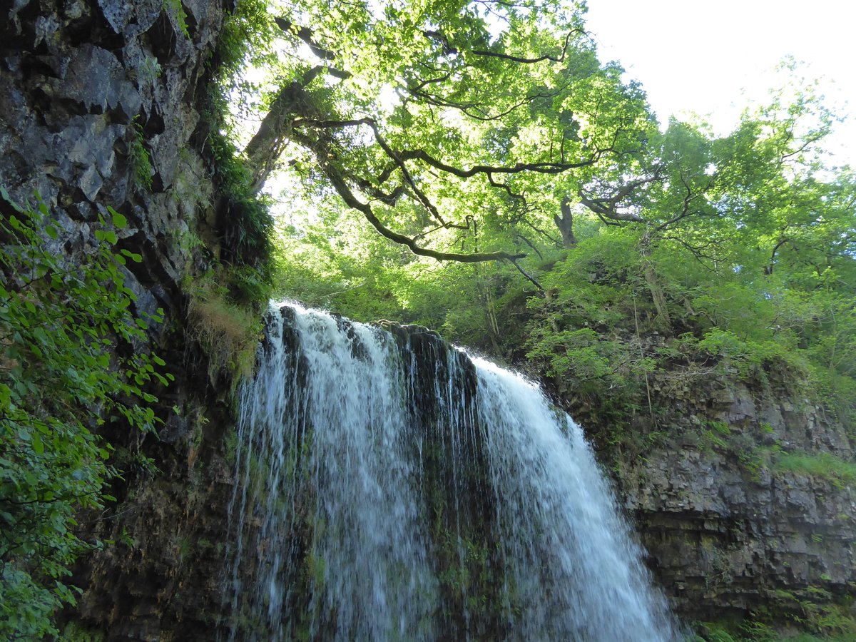 Anne Edwards (@annieedwardsjic) on Twitter photo Dipper at Sgwd yr Eira, Brecon Beacons. A sight for sore Norfolk eyes <a href="/HethersettBirds/">Hethersett Birdlife</a> Dipper at Sgwd yr Eira, Brecon Beacons. A sight for sore Norfolk eyes <a href="/HethersettBirds/">Hethersett Birdlife</a>