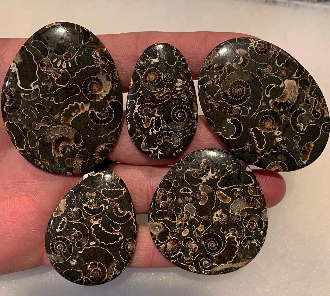 A remarkable polished limestone containing numerous Jurassic ammonites
190 million years old
Marston Magna, near Yeovil, Somerset, England

Photo: Rare Earth Mining Co. Inc, 

#minerals #fossils