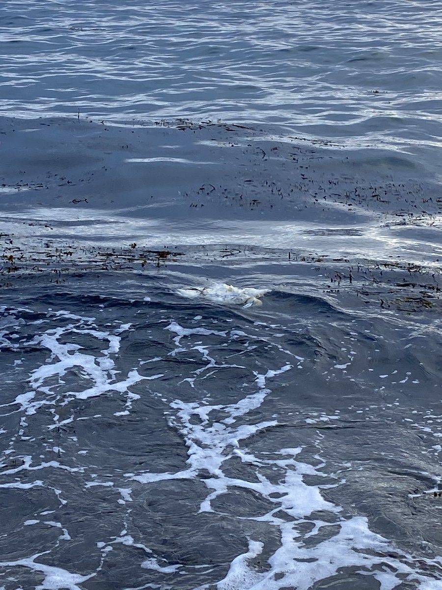eveasanders's tweet photo. Walked along my favourite beach this evening (South Milton, South Devon) and disturbingly found 5 newly dead gannets washed up (and being washed up!) is this bird flu related? @DevonWildlife @julianbrans @DefraGovUK @nationaltrust #birdflu https://t.co/paOiBccdUC