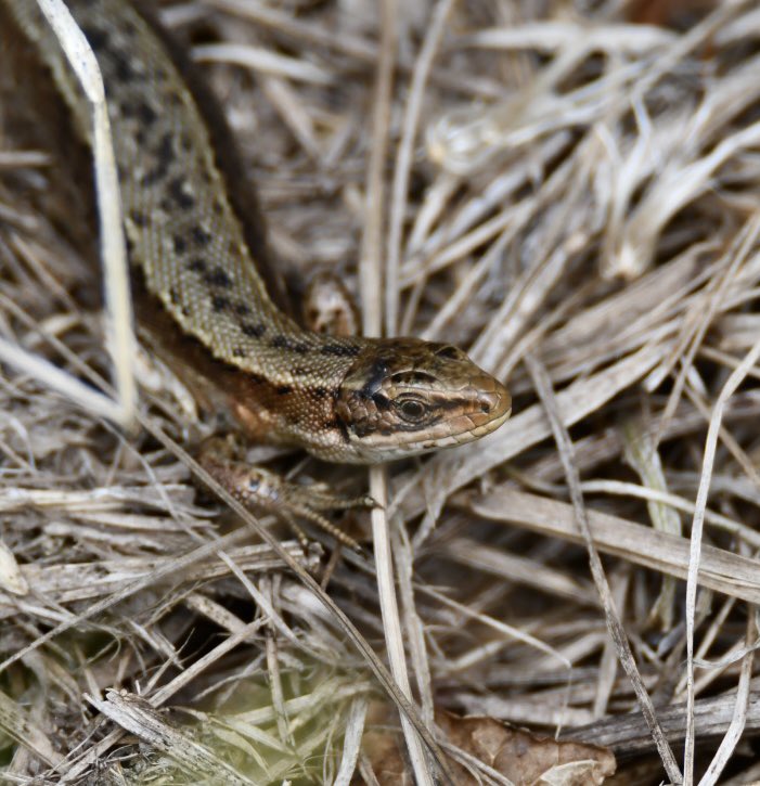 Big flock of Ringed Plover and Dunlins Exe Estuary nr Powderham. Lizards in the verges on path and Osprey fishing off <a href="/TurfLocksPub/">TurfLocksPub</a> <a href="/RSPBExeEstuary/">RSPB Exe Estuary & Darts Farm</a> <a href="/Natures_Voice/">RSPB</a> <a href="/RSPBbirders/">RSPB Birders</a> @Exeestuary <a href="/DevonBirds/">Devon Birds</a> <a href="/wildlife_devon/">Wildlife In Devon</a>