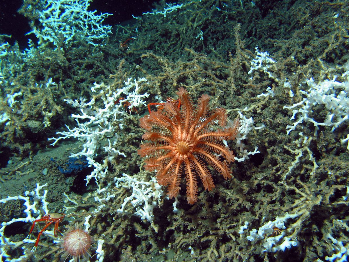 #DeepSeaMining endangers the overall health of California’s marine life and habitats, which support multibillion-dollar fishery and tourism industries. That’s why we support #AB1832 - the California Seabed Mining Prevention Act. #DefendTheDeep #CALeg 
🌊🙌🏽RT TO SUPPORT! 🌊🙌🏽