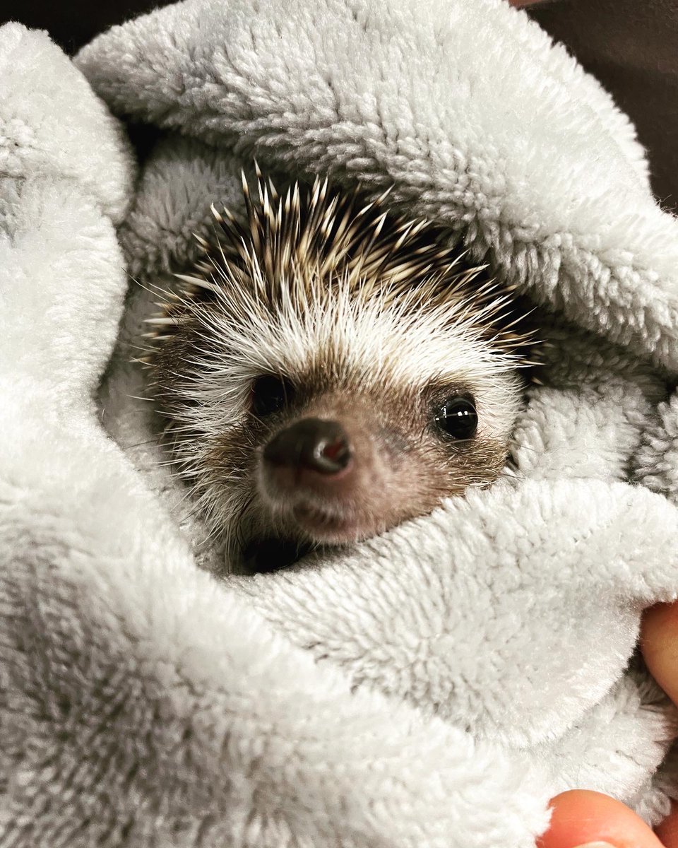 This ought to spike your interest! 😉🦔🐾💕

Did You Know: Hedgehogs have a meaning to their name! 
“Hedge” - come from where they build their nest hedges
“Hog” comes from the snorting/grunting noise they make that sounds similar to a hog.