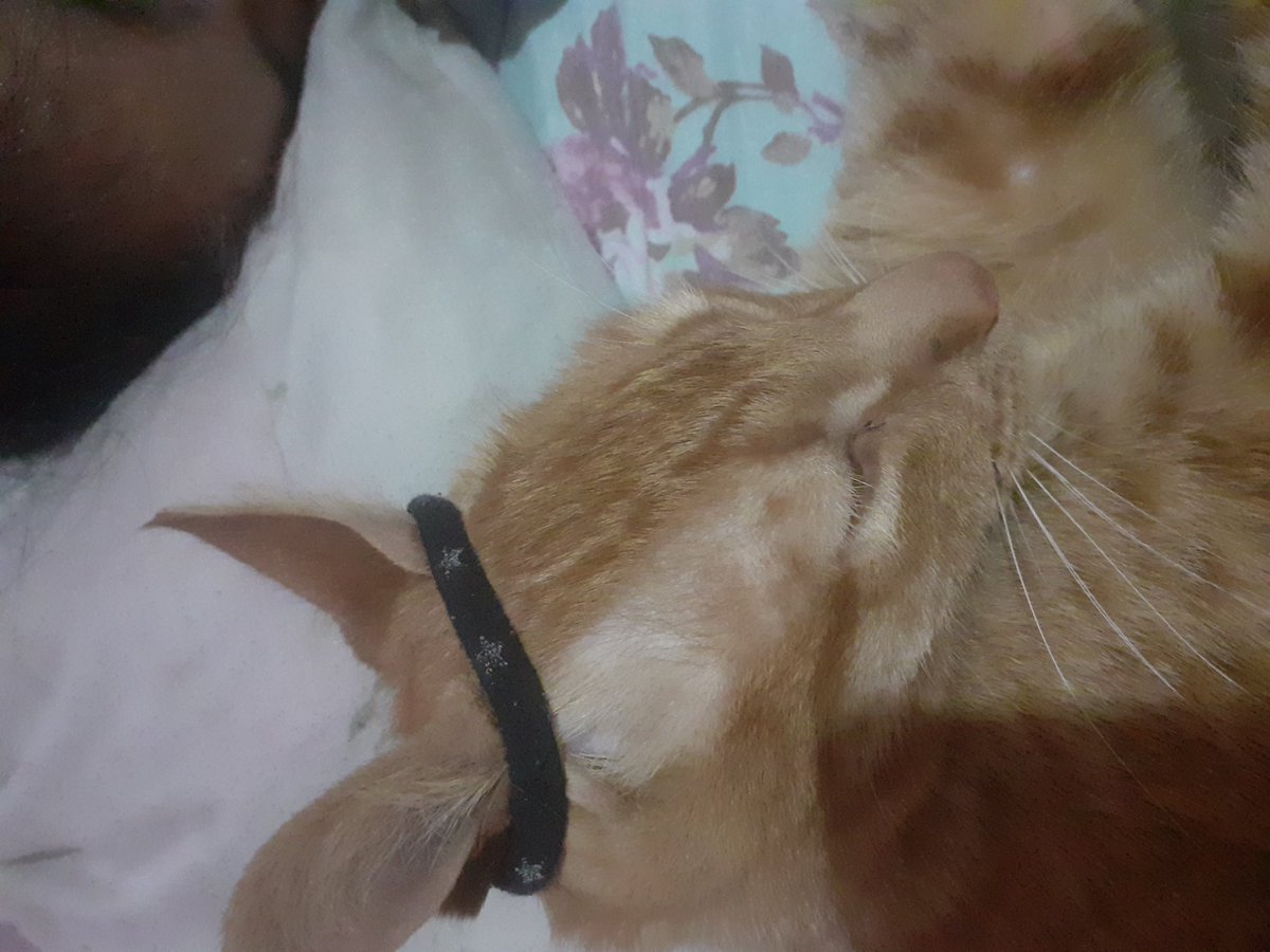 miren mi gato