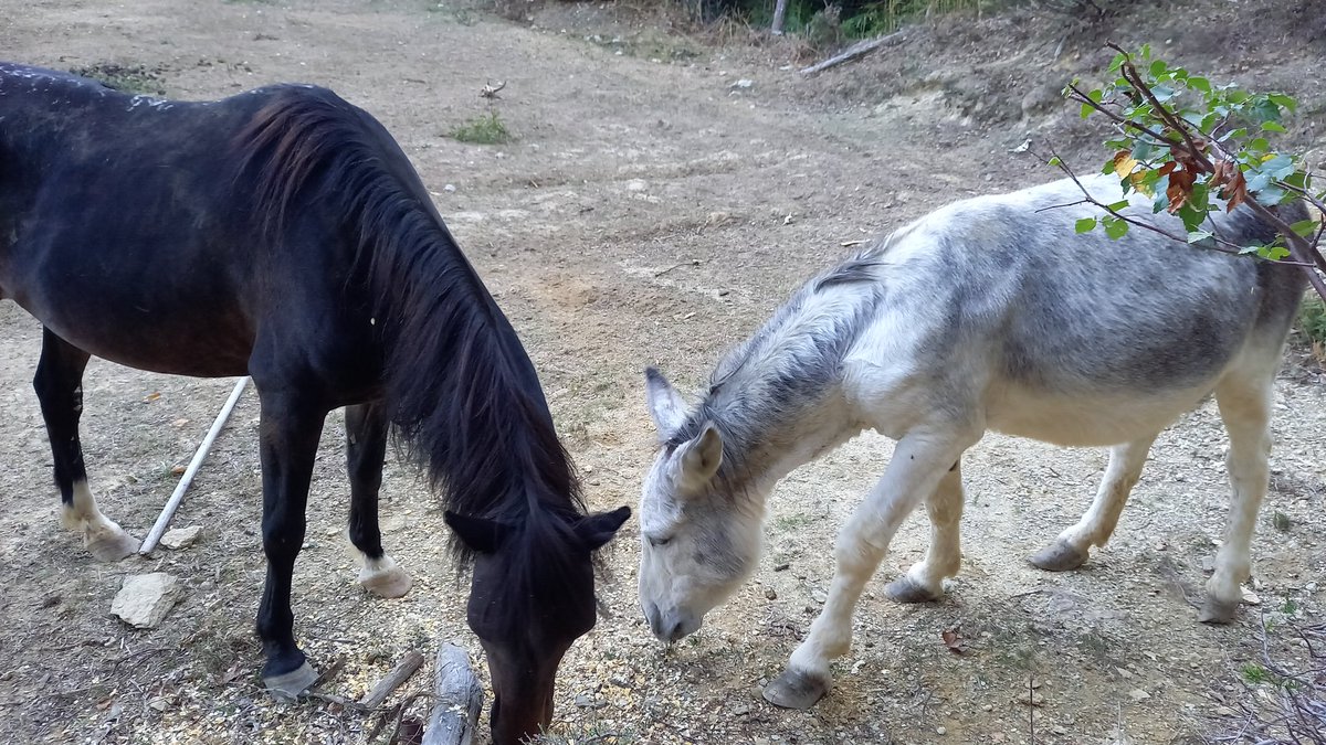 alessandrachitt's tweet photo. Questa splendida coppia,cerca una nuova famiglia!!
L azienda agricola in cui vivono, purtroppo, chiuderà a breve...
Sara e Lillo
Se potete condividete grazie
#hope #help #liguria #agriturismo
#rifugio https://t.co/0YSaMBsiHl