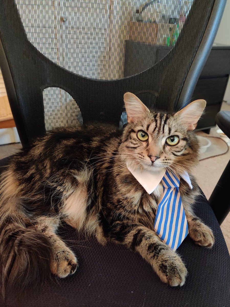 it's a dinosaur tweet media