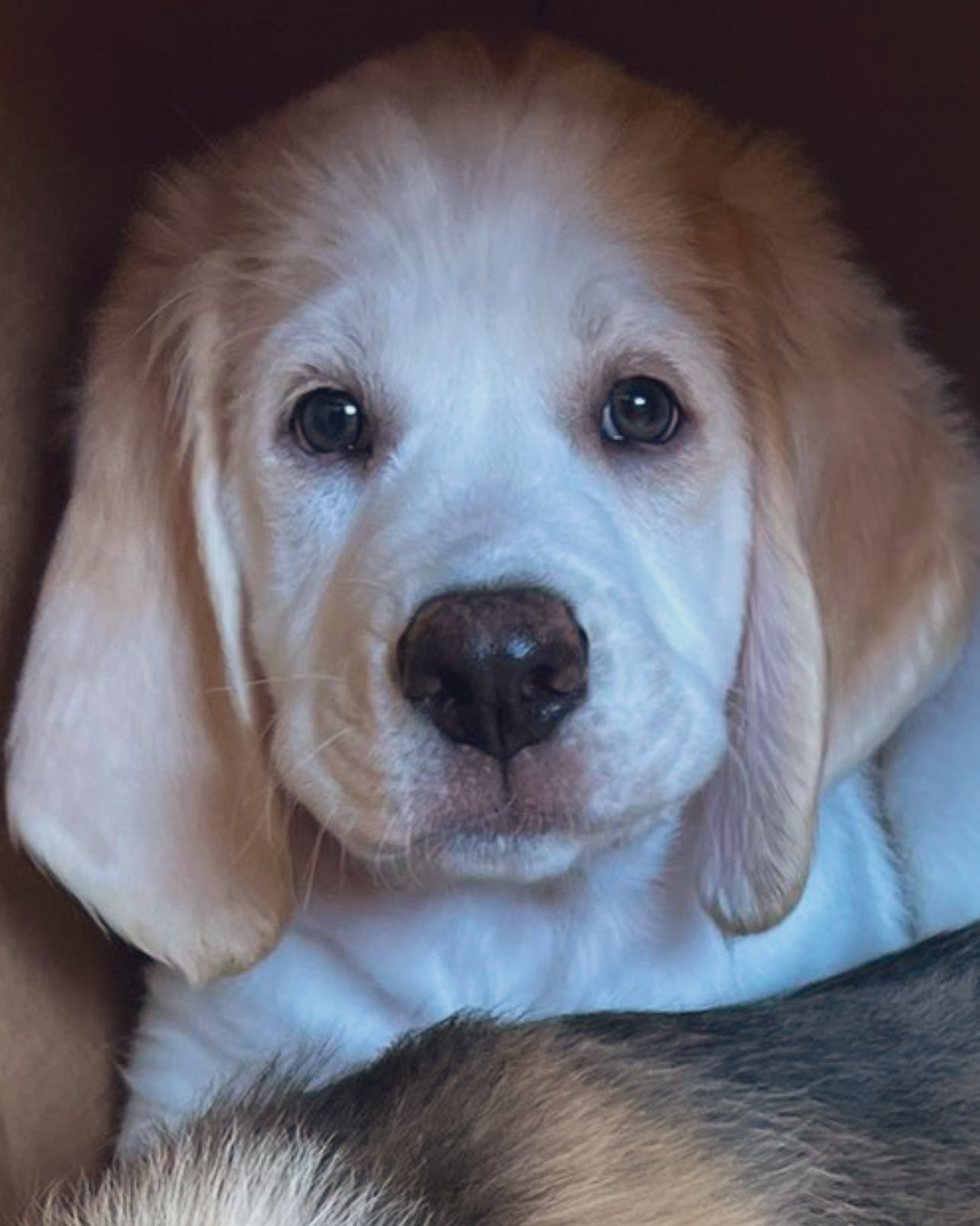 Maria Leah On Twitter catturd2 Look At This Face Just Look At It 