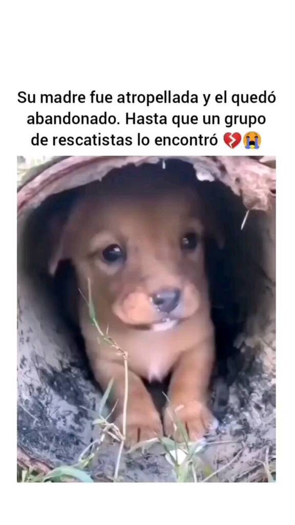 paratuperro's tweet photo. Los rescatistas son unos superhéroes ¿No creen? 😭❤️

🎥 Créditos: a su respectivo autor, por ahora desconocido.

#perros #dog #dogs #perrosfelices #pets #perroschilenos #perrosenadopcion #perrospanama #perrosbogota #perrosygatos #perrodeldia #perrosli… https://t.co/97RdJvqitQ https://t.co/8bf3MB2kZo