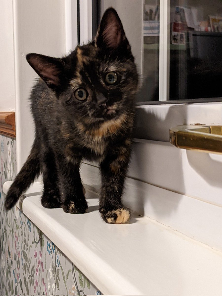 vicvolunteering's tweet photo. Introducing you this evening to Neave & Coco 🐈⬛🐈⬛ #straycation https://t.co/4iXSJGQf8w