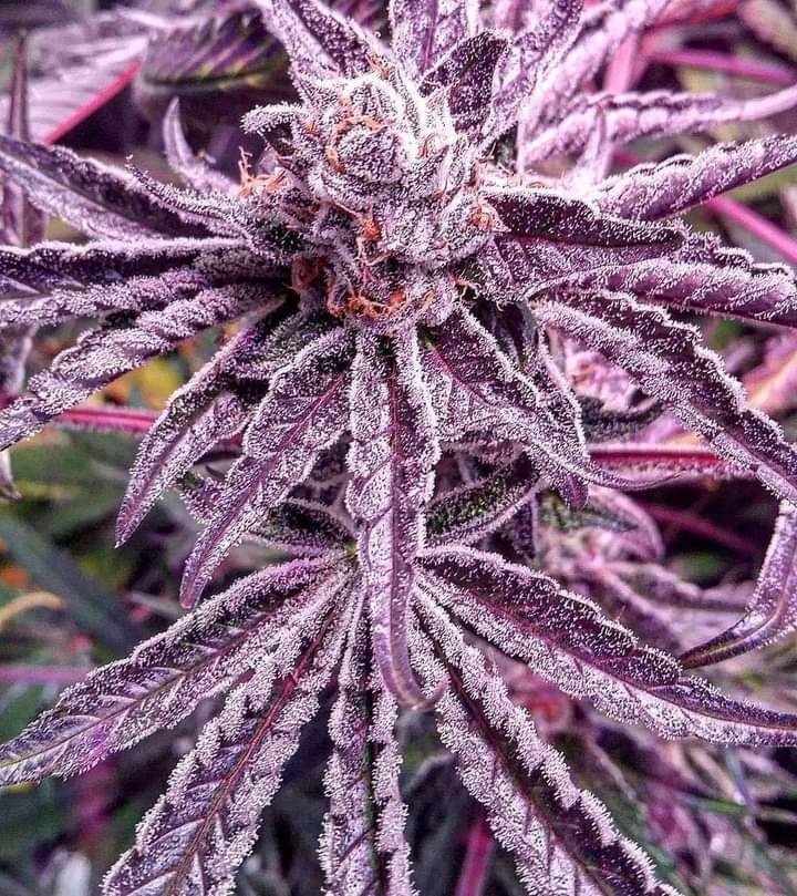 Purple Haze 💥💥💥