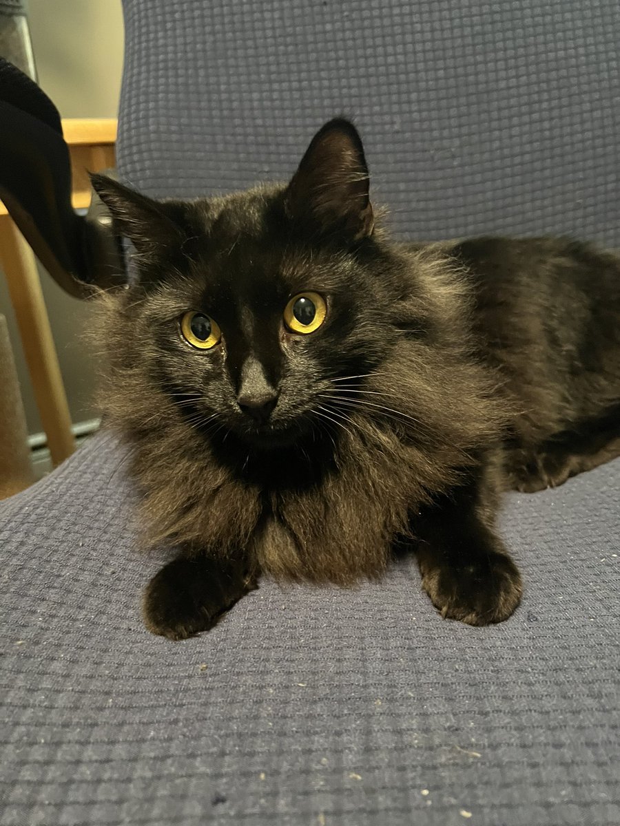 PPetcraft's tweet photo. @11c6558cc63241f Yes! Nice whiskers - Luc https://t.co/S3RR4LIRrj